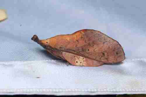 Leaf-mimic Lappet Moth