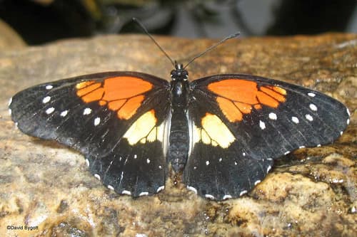 Gaudy Checkerspot