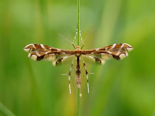 Small Plume Moth