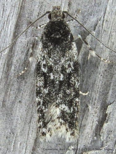Gelechia lynceella