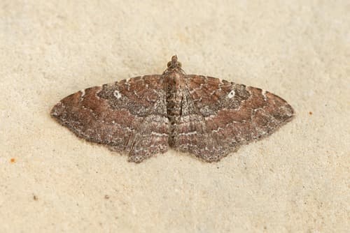 Gem Moth