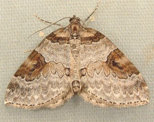 George's Carpet Moth