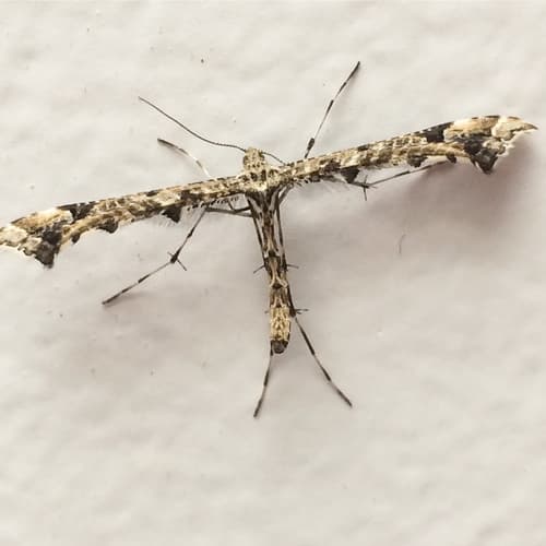 Geranium Plume Moth
