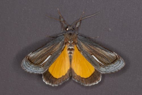 Minataea Moth