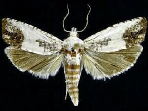 Giant Eucosma Moth