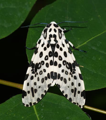 Giant Leopard Moth