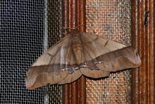 Giant Silk Moth