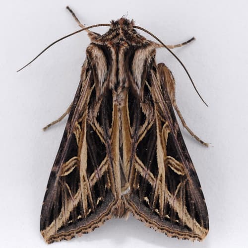 Girdler Moth