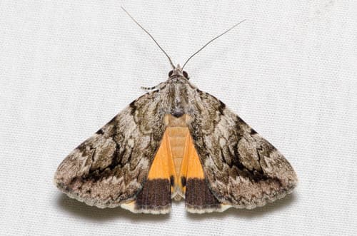 Girlfriend Underwing