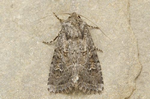 Glassy Cutworm Moth