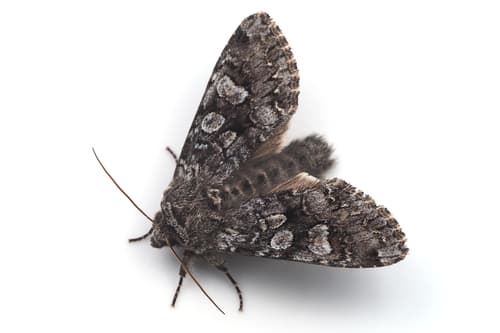 Glaucous Shears Moth