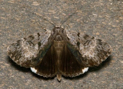 Gloomy Underwing