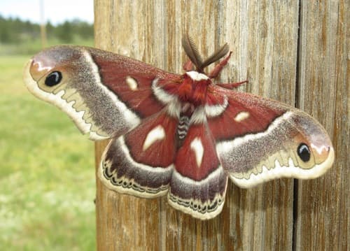 Glover's Silkmoth