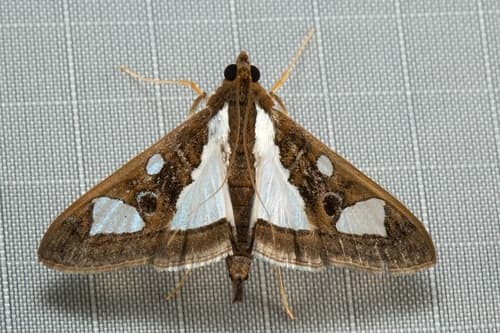 Mulberry Leaf Roller