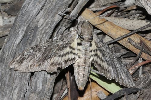 Godart’s Hawkmoth