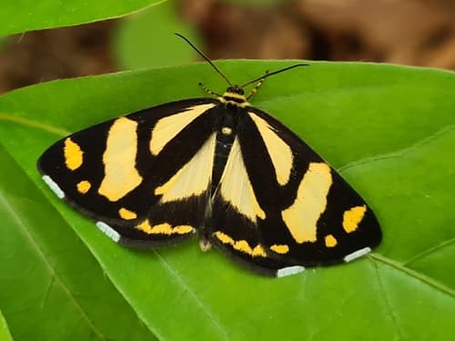 Golden-crested moth