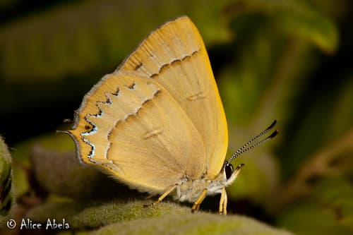 Golden Hairstreak