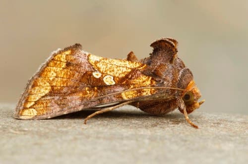 Golden Looper Moth