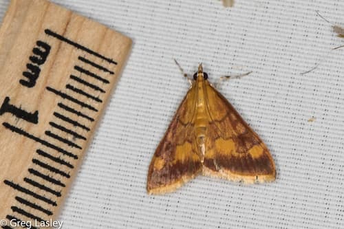 Golden Pyrausta Moth