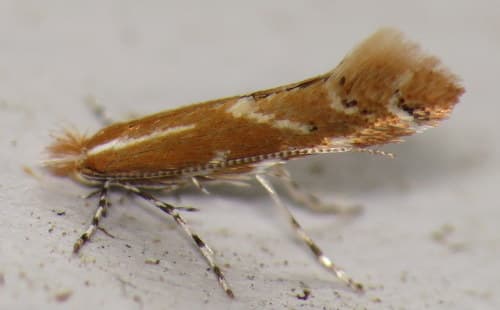 Goldenrod Leafminer