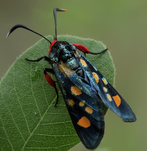 Goldspot Burnet