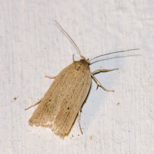 Gonioterma mistrella