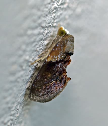 Two-toothed Fruitworm Moth