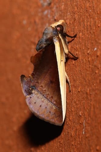 Pyrgo Fruit-piercing Moth