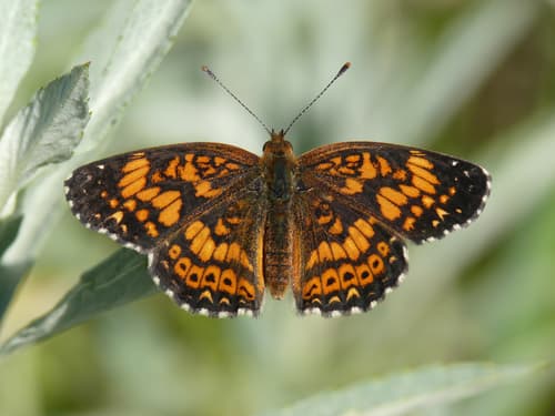 Gorgone Checkerspot