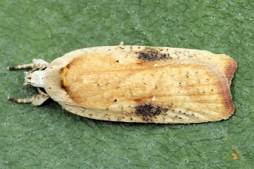 Gorse Tip Moth
