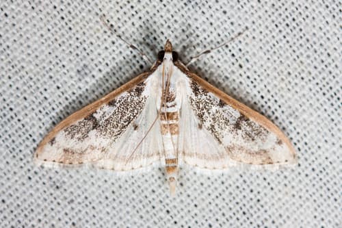 Gracile Palpita Moth