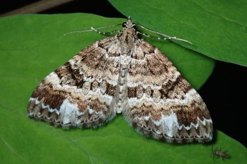 Grand Rivulet Moth