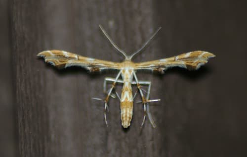 Grape Plume Moth