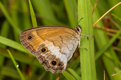Horsfield's Bushbrown