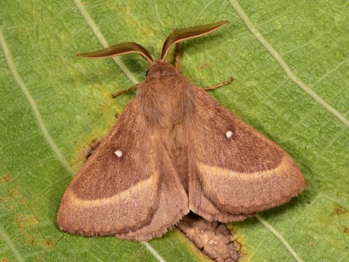 Grass Eggar