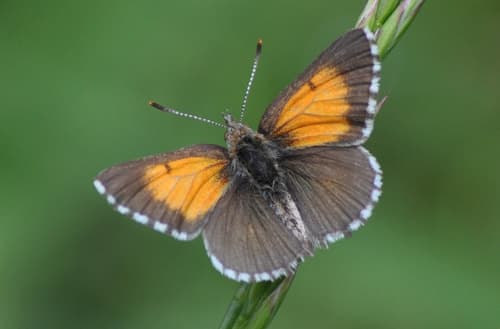 Grassland Copper