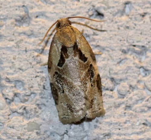 Gray Archips Moth