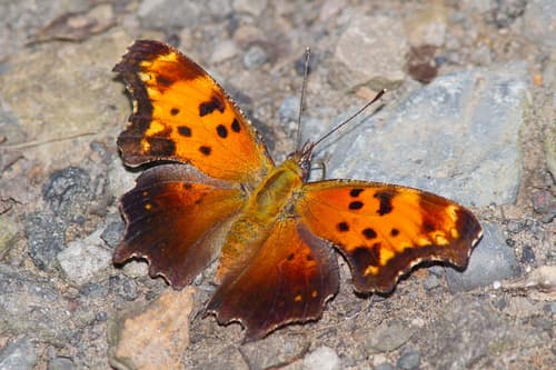 Gray Comma
