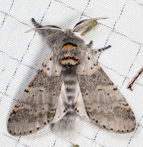 Gray Furcula Moth