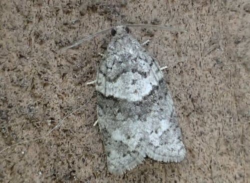 Gray Leafroller Moth