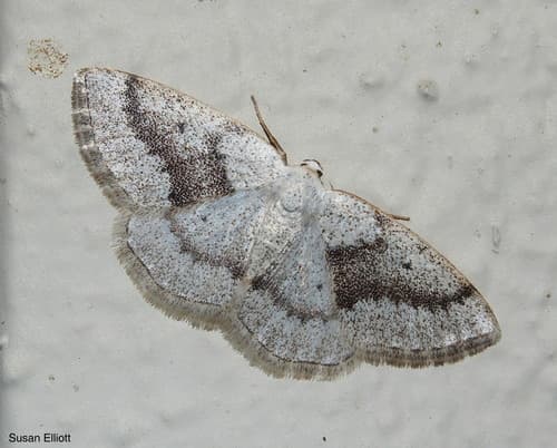 Gray Spring Moth
