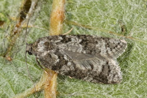 Gray Tortrix