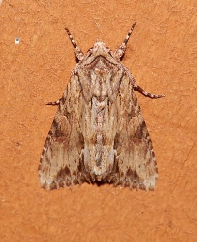 Gray Woodgrain Moth