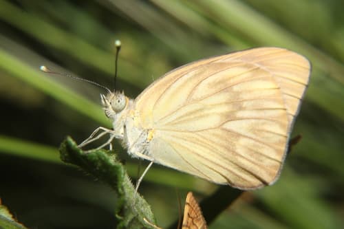 Great Southern White