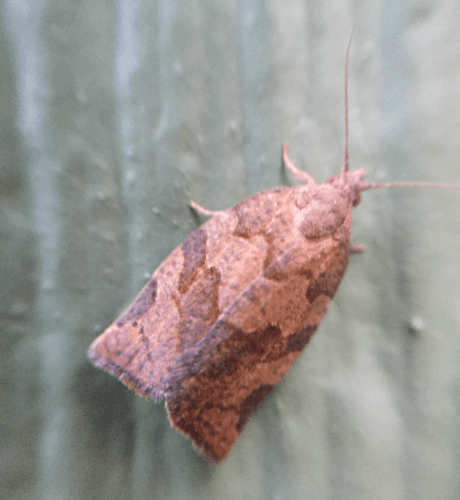 Green Aspen Leaftier