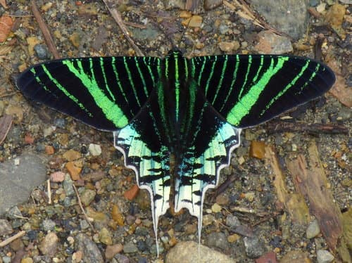 Green-banded Urania
