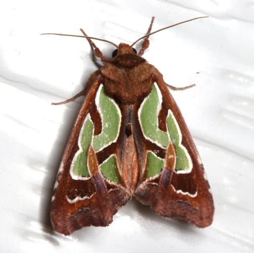 Green-blotched Moth