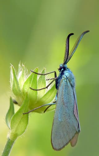 Green Forester Moth