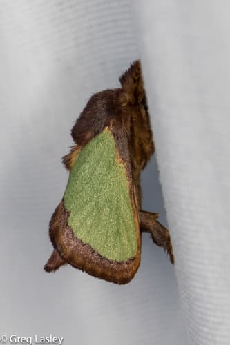 Green Oak-Slug Moth