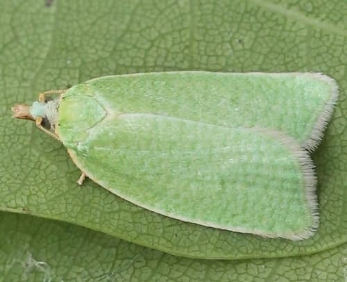 Green Oak Tortrix